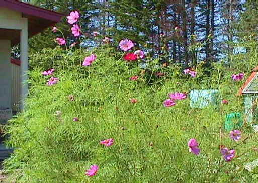 �R�X���X�̉ԂP�@