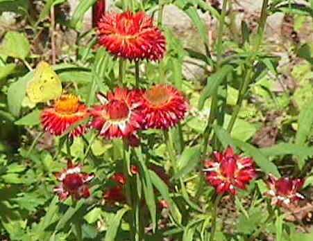 �w���N���T��