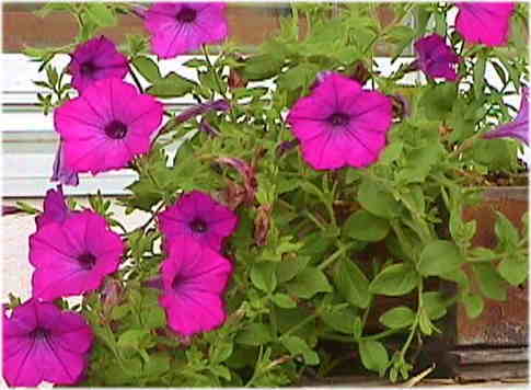 �T�t�B�j�A�P