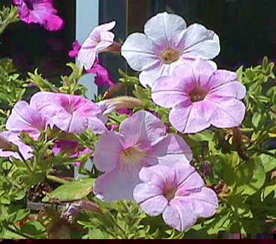 �T�t�B�j�A�Q