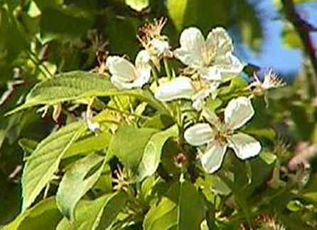 �R�Ȃ��̉�