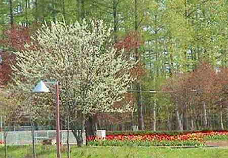 �������̖؂ƃ`���[���b�v